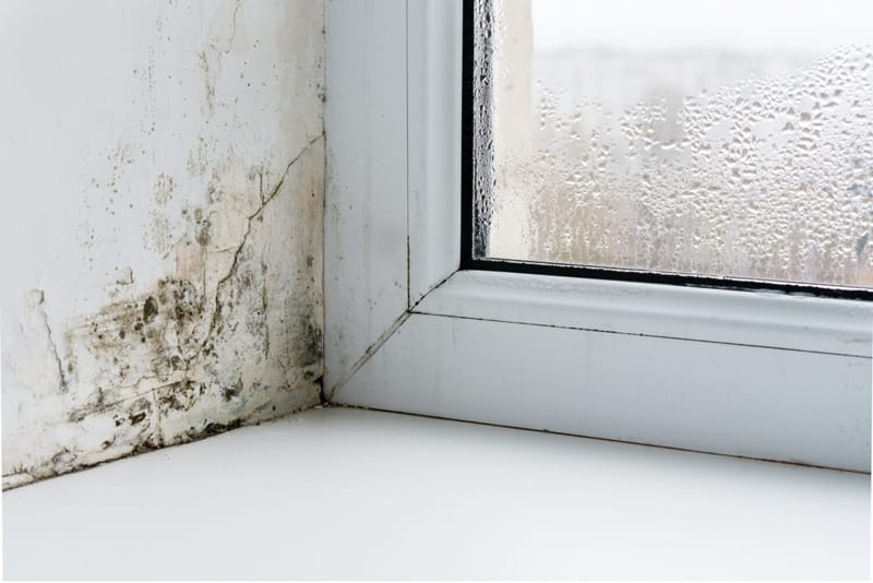 Mold growing in the corner of a window